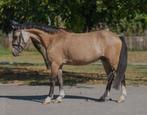 Brave kinderpony (grote A pony), Dieren en Toebehoren, Pony's, Gechipt, B, Ruin, A pony (tot 1.17m)