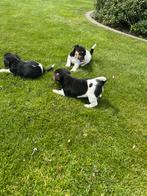 Mooie jack russel pups, Dieren en Toebehoren, België, Fokker | Hobbymatig, Jack Russell Terriër, 8 tot 15 weken