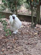 GRATIS - 2 witte zijdehanen, Dieren en Toebehoren