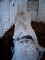 Hoornloze dekstier kalf, Dieren en Toebehoren