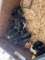 Lot van 16kuikens