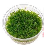 Gratis planten bij aankoop van garnalen, Dieren en Toebehoren, Ophalen, Zo goed als nieuw