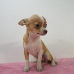 "Lupita" Chihuahua femelle - chiot à vendre, Animaux & Accessoires, Chiens | Chihuahuas & Chiens de compagnie, 15 semaines à 1 an