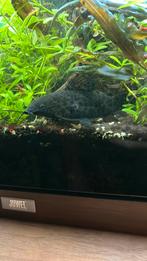 Pantermeerval gevlekte, Dieren en Toebehoren, Zoetwatervis