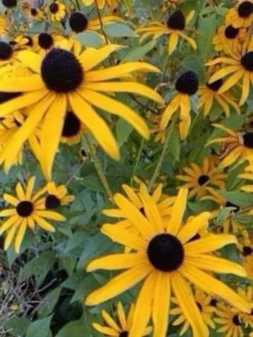 Laatste potjes rudbeckia fulgida beschikbaar voor biedingen