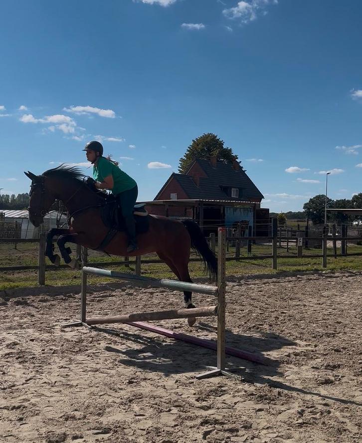 verzorgpaard/ halve stal gezocht., Dieren en Toebehoren, Paarden, Meerdere dieren, Springpaard