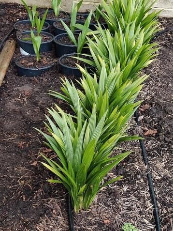 Trachycarpus Fortunei  beschikbaar voor biedingen