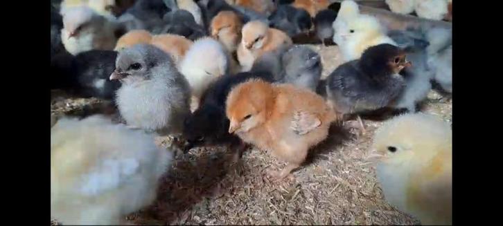 dag kuikens traditionele legrassen (100% hennen) 20 januari, Dieren en Toebehoren, Pluimvee, Kip, Vrouwelijk