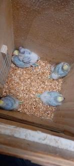 Perruches arc-en-ciel, Animaux & Accessoires, Oiseaux | Perruches & Perroquets, Perruche, Bagué