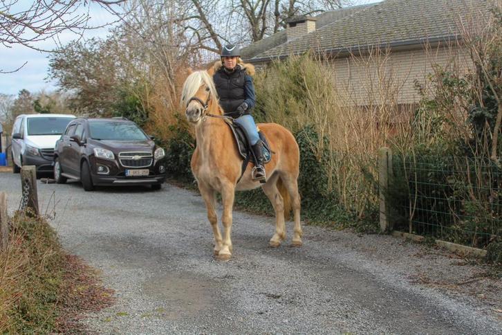 — Jument Haflinger — 8 ans, Animaux & Accessoires, Poneys, Jument, Débourré, Poney D (1.37 m à 1.48m), Poney de récréation, 7 à 10 ans