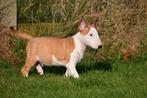 Bull Terriër pups te koop, Dieren en Toebehoren, Bull Terriër, 15 weken tot 1 jaar, Buitenland, CDV (hondenziekte)