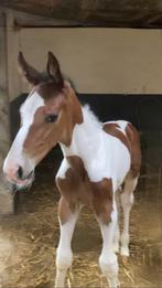 Zangersheide hengstveulen, Hengst, Springpaard, Gechipt, 0 tot 2 jaar
