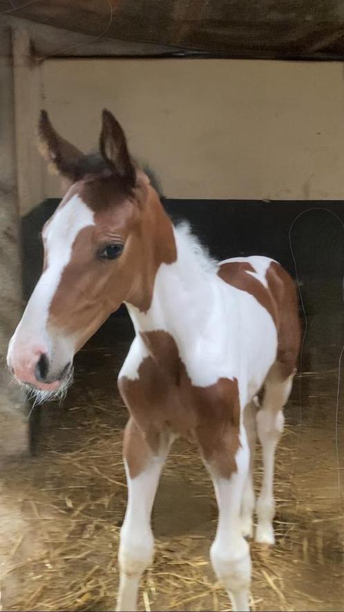 Zangersheide hengstveulen, Dieren en Toebehoren, Paarden, Hengst, 0 tot 2 jaar, Springpaard, Met stamboom, Gechipt, Ontwormd, Ingeënt