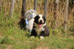 Border collie pups, België, Fokker | Hobbymatig, CDV (hondenziekte), 8 tot 15 weken