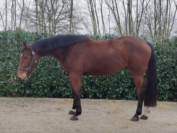 Mooie 3jarige merrie beschikbaar voor biedingen