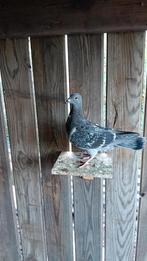 Pigeons à vendre, 5 €/pièce., Animaux & Accessoires
