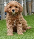 Prachtige Cavapoo pups (abrikoos en rood), Dieren en Toebehoren, België, Overige rassen, CDV (hondenziekte), 8 tot 15 weken