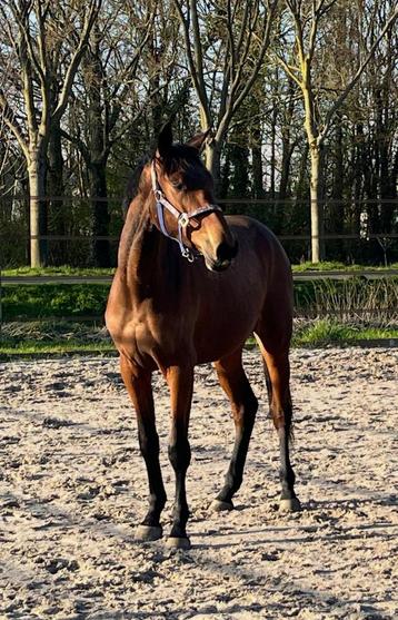 Wegens niet nakomen afspraak opnieuw te koop!, Jument, Non dressé