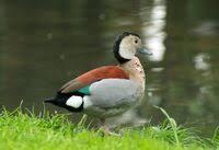 Jonge roodschouder talings, Dieren en Toebehoren, Pluimvee, Eend, Meerdere dieren