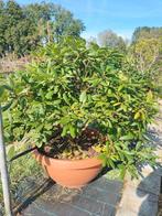 Rhododendrons verschillende maten en kleuren, Enlèvement, Rhododendron, Arbuste, 100 à 250 cm