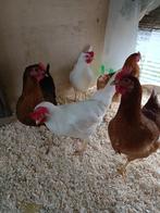 witte leghorn geleewiekt 22 weken direct eitjes, Dieren en Toebehoren, Vrouwelijk, Kip