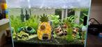 Guppy's 10+1 gratis, Vis, Zoetwatervis