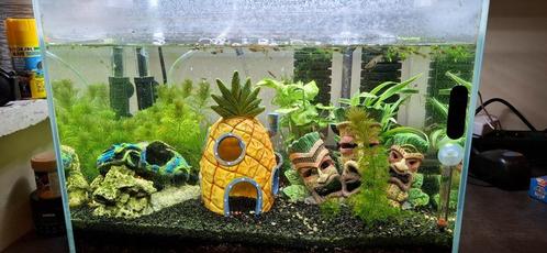 Guppy's 10+1 gratis, Dieren en Toebehoren, Vissen | Aquariumvissen, Zoetwatervis, Vis