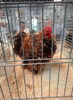 Cochin kriel tarwe hennen en hanen en porselein krul haan, Meerdere dieren, Kip