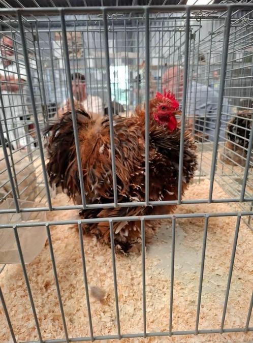 Cochin kriel tarwe hennen en hanen en porselein krul haan, Dieren en Toebehoren, Pluimvee, Kip, Meerdere dieren