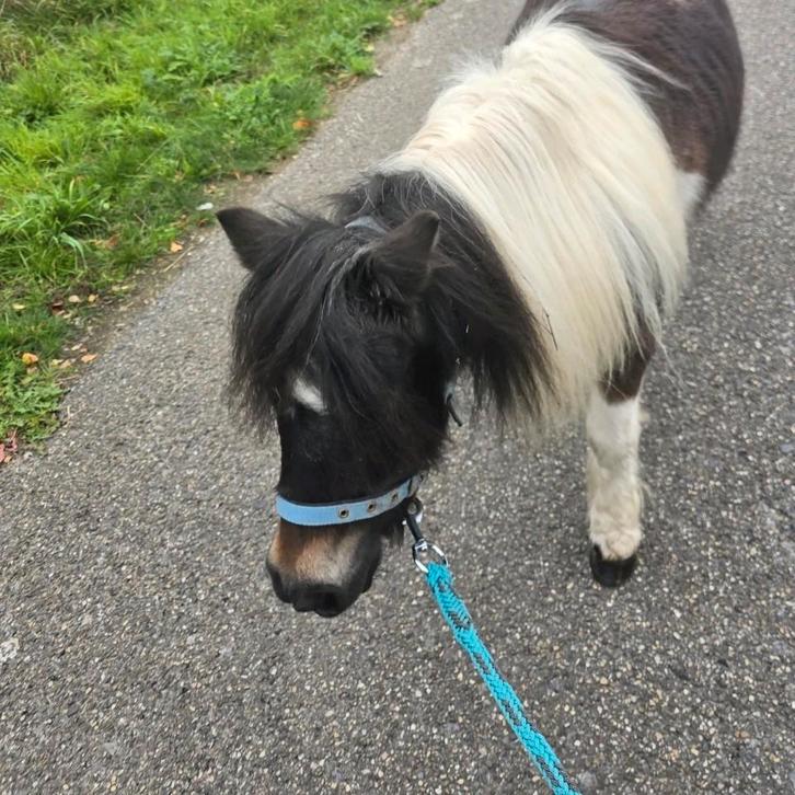 Amerikaans miniatuurpaardje merrie, Dieren en Toebehoren, Paarden, Merrie, Ontwormd