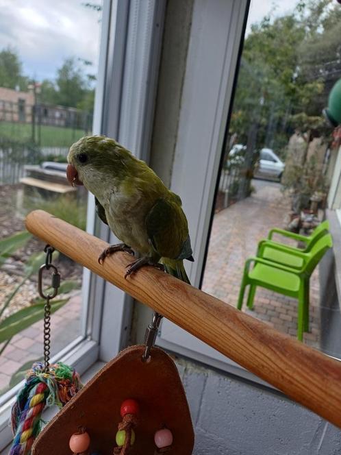 Muisparkiet, Dieren en Toebehoren, Vogels | Parkieten en Papegaaien, Parkiet, Vrouwelijk, Tam, Geringd