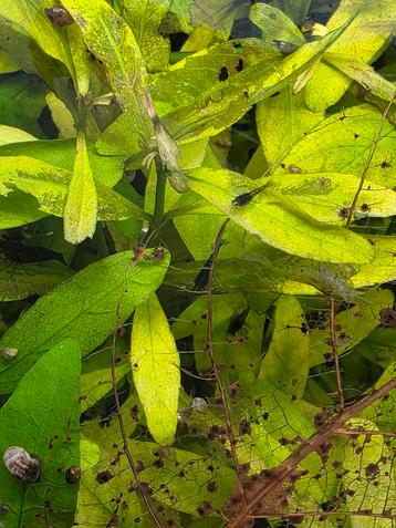 Wildkleur neocaridina garnalen te koop. beschikbaar voor biedingen