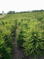Taxus baccata Haagplanten 100/125 cm, Ophalen, Taxus, Haag, 100 tot 250 cm