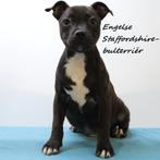Staffie (Engelse Staffordshire-bulterriër) pup te koop, Dieren en Toebehoren, Honden | Jack Russells en Terriërs, 15 weken tot 1 jaar