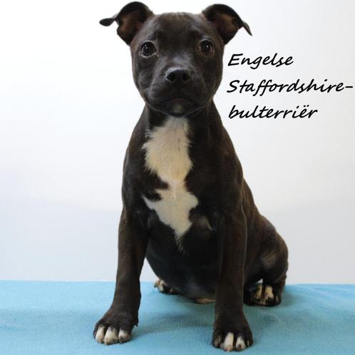 Staffie (Engelse Staffordshire-bulterriër) pup te koop, Dieren en Toebehoren, Honden | Jack Russells en Terriërs, Reu, Overige rassen
