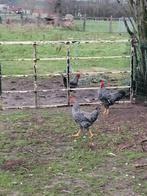 Jonge hanen van 2025, Dieren en Toebehoren