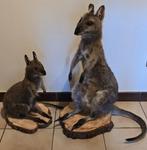 opgezette dieren en vogels: unieke stukken, Verzamelen, Ophalen of Verzenden, Nieuw, Boerderijdier, Opgezet dier