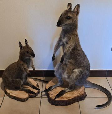 opgezette dieren en vogels: unieke stukken beschikbaar voor biedingen