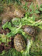 Griekse landschildpadden Var en Corse, Animaux & Accessoires, Reptiles & Amphibiens, Tortue, 11 ans ou plus