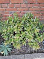 Crassula ovata, Huis en Inrichting, Kamerplanten, Ophalen