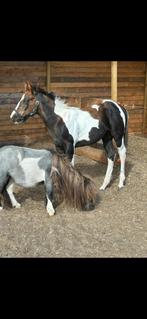 Quarter x paint merrie, 0 tot 2 jaar, 160 tot 165 cm, Onbeleerd, Recreatiepaard