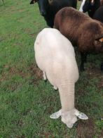 Swifter ooi, Dieren en Toebehoren, Schapen, Geiten en Varkens