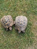 Griekse landschildpad man, Schildpad, 7 tot 10 jaar