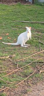 Koppeltje wallaby s 2025, Animaux & Accessoires, Mai