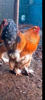 Broedeieren brahma buff zwart en blauw, Dieren en Toebehoren