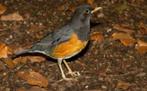 Zoek naar de zwartborstlijster (Turdus dissimilis), Vrouwelijk