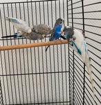 5 parkieten te koop, Dieren en Toebehoren, Vogels | Parkieten en Papegaaien, Mannelijk, Parkiet