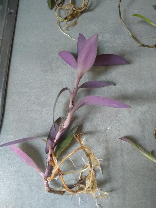 de nombreuses boutures de Tradescantia pallida, Maison & Meubles, Plantes d'intérieur, Autres espèces, Moins de 100 cm, Plante à fleurs