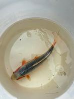 Koi, Dieren en Toebehoren, Vissen | Vijvervissen, Karper of Koi