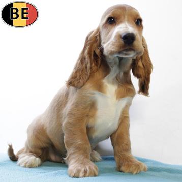Engelse Cocker - Belgische pups te koop beschikbaar voor biedingen